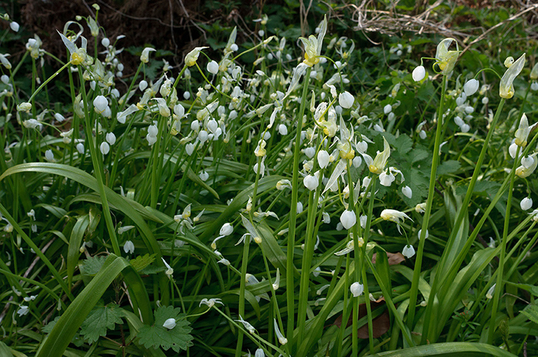 Allium_paradoxum_LP0617_13_South_Croydon