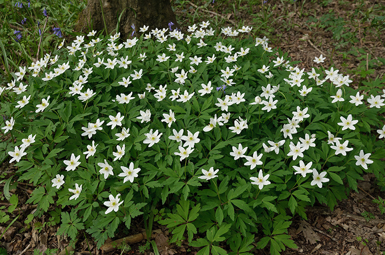 Anemone_nemorosa_LP0439_40_Staffhurst