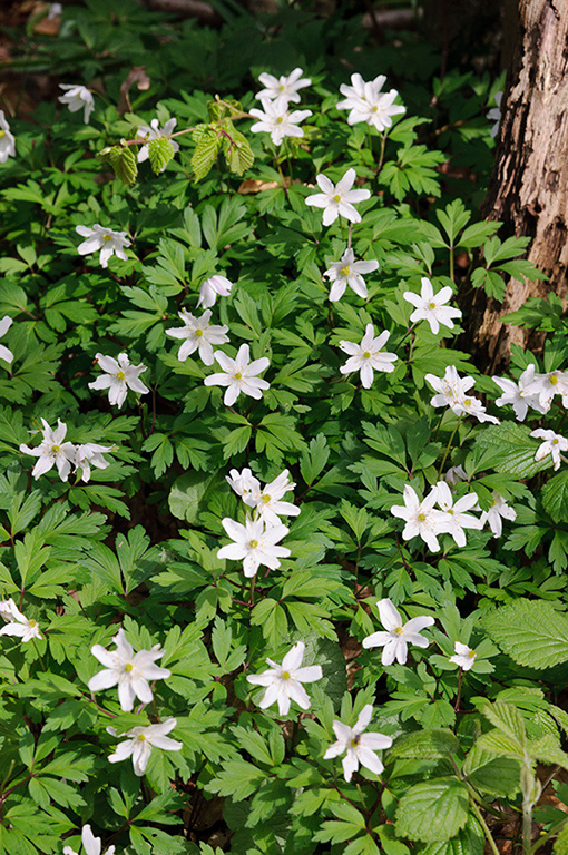 Anemone_nemorosa_LP0240_17_Staffhurst_Wood