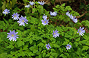 Anemone_blanda_LP0563_09_South_Croydon