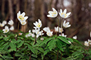 Anemone_nemorosa_LP0510_05_Staffhurst_Wood