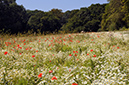 Anthemis_cotula_LP0323_85_Ranscombe_Farm