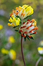 Anthyllis_vulneraria_LP0426_32_Priest_Hill