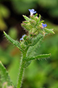 Anchusa_arvensis_LP0284_36_Great_Bookham