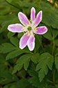 Anemone_nemorosa_LP0618_04_Selsdon_Wood