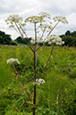 Angelica_sylvestris_LP0386_35_Compton