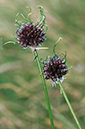 Allium_vineale_LP0682_15_Nonsuch_Park