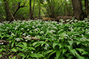 Allium_ursinum_LP0400_43_Bletchingley