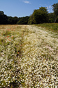 Anthemis_cotula_LP0323_83_Ranscombe_Farm