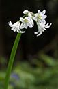 Allium_triquetrum_LP0622_07_Frylands_Wood