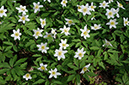 Anemone_nemorosa_LP0435_20_Staffhurst