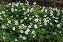 Anemone_nemorosa_LP0435_01_Staffhurst