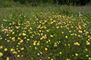 Anthyllis_vulneraria_LP0681_36_Riddlesdown