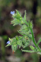 Anchusa_arvensis_LP0549_18_Langley_Vale