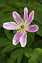 Anemone_nemorosa_LP0618_05_Selsdon_Wood