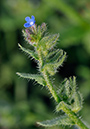 Anchusa_arvensis_LP0258_27_Frensham