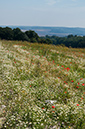 Anthemis_cotula_LP0323_94_Ranscombe_Farm