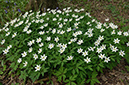 Anemone_nemorosa_LP0439_40_Staffhurst