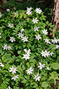 Anemone_nemorosa_LP0240_17_Staffhurst_Wood