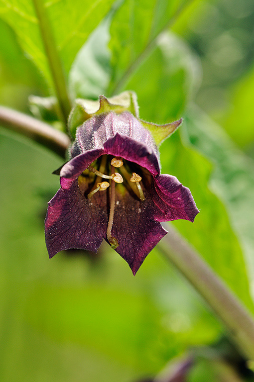 Atropa_belladonna_LP0405_31_Chaldon