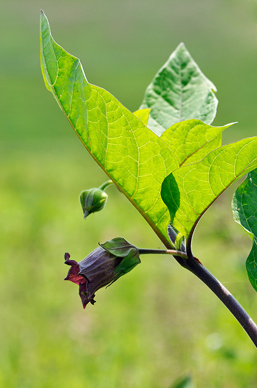 Atropa_belladonna_LP0405_35_Chaldon