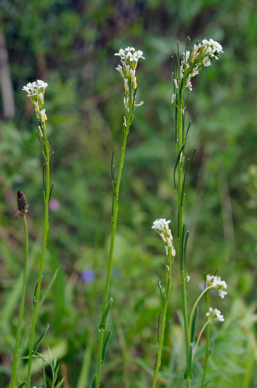 Arabis_hirsuta_LP0451_15_Banstead_Common