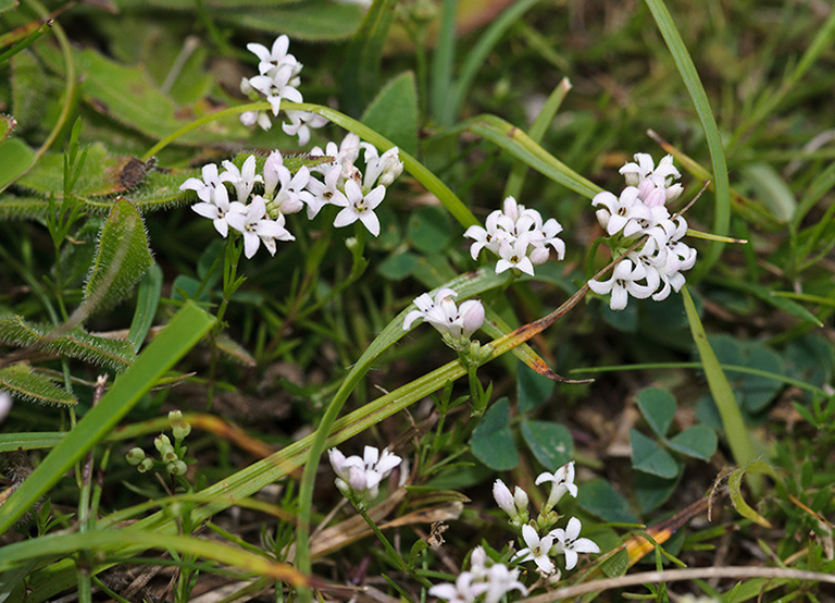 Asperula_cynanchica_LP0540_13_Box_Hill