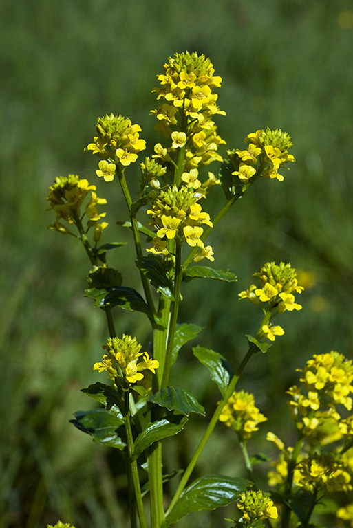 Barbarea_vulgaris_LP0207_03_Corfe