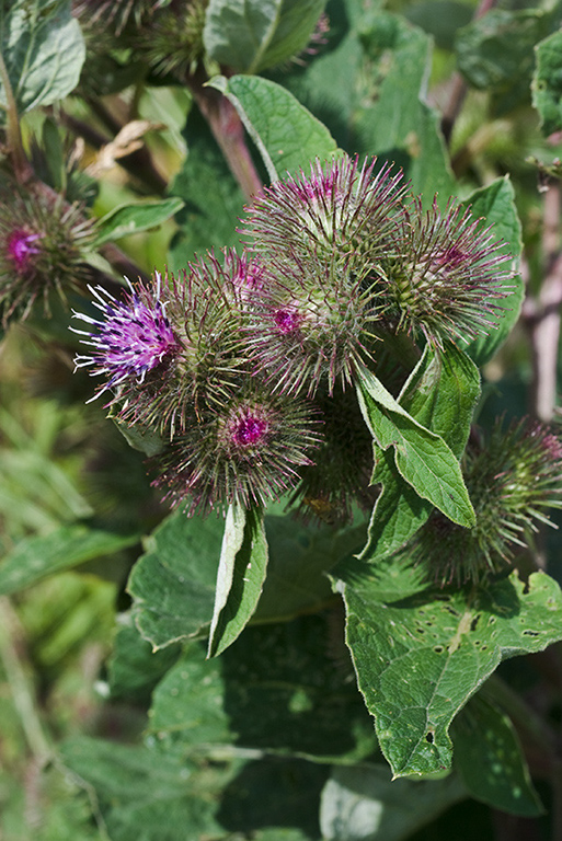 Arctium_minus_LP0151_49_Mitcham_Common