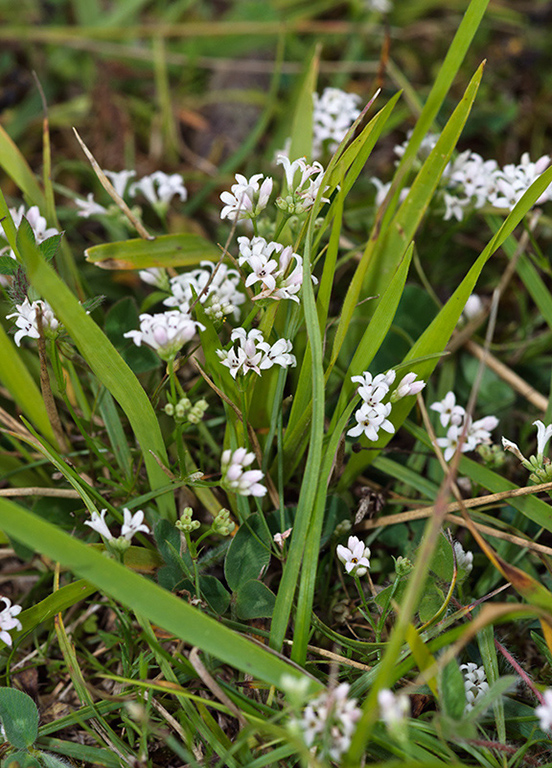 Asperula_cynanchica_LP0540_10_Box_Hill