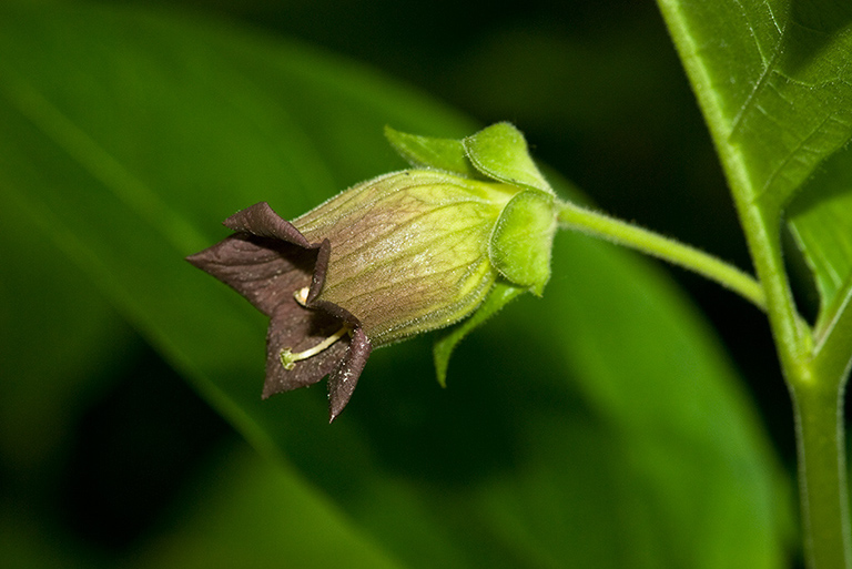 Atropa_belladonna_LP0138_01_Bletchingley