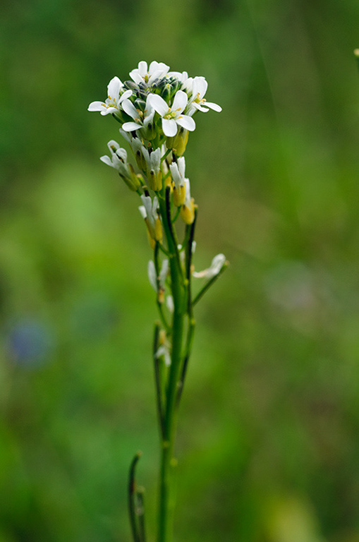 Arabis_hirsuta_LP0451_19_Banstead_Common