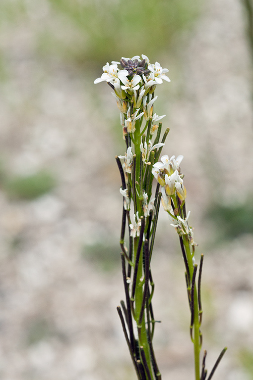 Arabis_hirsuta_LP0572_12_Priest_Hill