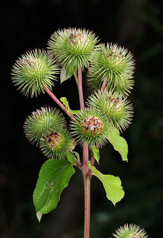 Arctium_lappa_LP0327_15_Desborough_Island