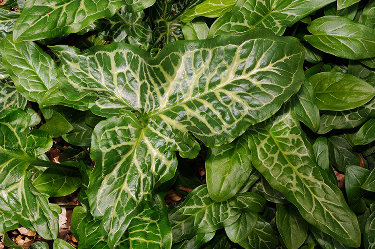 Arum_italicum_LP0307_63_Shere_Woodlands