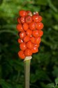 Arum_maculatum_LP0078_59_Puttenham