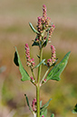 Atriplex_prostrata_LP0381_62_Haxted