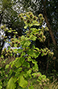 Arctium_lappa_LP0327_24_Desborough_Island