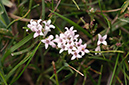 Asperula_cynanchica_LP0476_05_Epsom_Downs