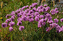 Armeria_maritima_LP0366_29_Dorking