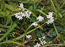 Asperula_cynanchica_LP0540_13_Box_Hill