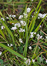 Asperula_cynanchica_LP0540_10_Box_Hill