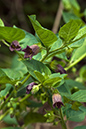 Atropa_belladonna_LP0145_26_Box_Hill