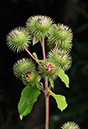 Arctium_lappa_LP0327_15_Desborough_Island