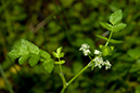 Apium_nodiflorum_LP0168_37_Dunsfold_Common