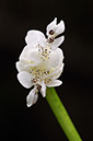 Aponogeton_distachyos_LP0460_20_Ash_Vale