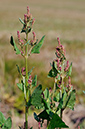 Atriplex_prostrata_LP0381_61_Haxted