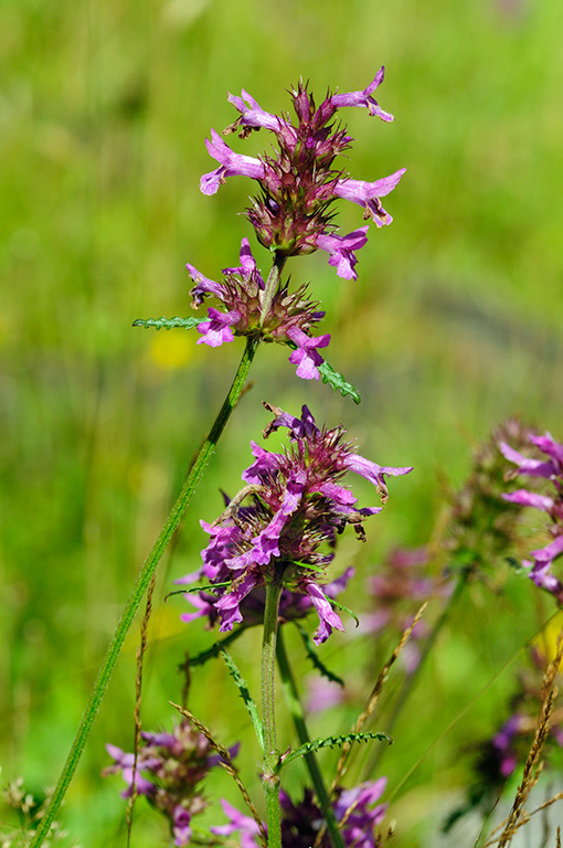 Betonica_officinalis_LP0379_10_Brookwood_Cemetery