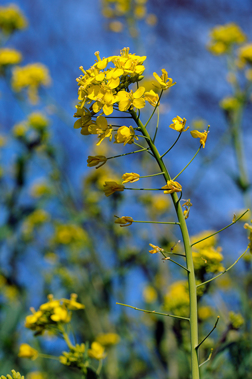 Brassica_rapa_LP0304_80_Hampton_Court