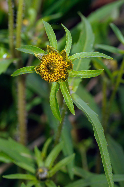 Bidens_connata_LP0332_LP0332_132_Hampton_Court